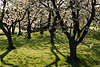50310_Altesland blühende Kirschbäume Frühlingsblüte über Grünwiese