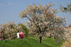 50516_Apfelblüte Altesland blühende Obstbäume Blumenpracht am Deich