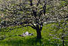 Frühlingsgefühle Foto: Paar unter Baumblüten liegen in Gras Wiese Altes Land blühende Kirschbäume