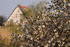 50555_Typisches Friesenhaus bei Kirschblüte im Alten Land am Deich