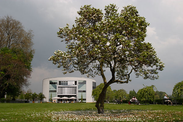 Stadtgarten Insel Lindau Parkbume Frhlingsblte vor International Spielbank