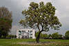 Stadtgarten Insel Lindau Parkbäume Frühlingsblüte vor International Spielbank
