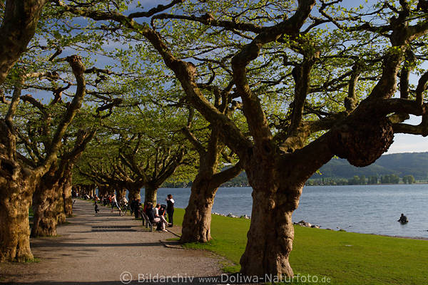 Radolfzeller Allee Foto am ZellerSee Wasser Promenade Baumallee Bodensee Bild