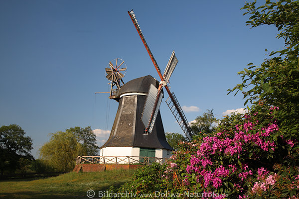 Erdhollnder Mhle in Worpswede Flgel Mhlenrumpf hinter Farbblumen