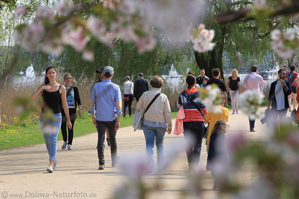 Alsterpark Hamburg Frühlingsblüte Allee Besucher Spaziergang im Stadtpark