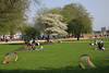 Hamburger Alsterpark Wiese Besucher Foto Frhlingsblte Naturoase Ausflug Spaziergang