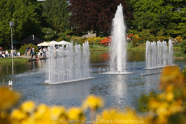 Hamburg Wasserlichtspiele gelbe Blumen Park Planten un Blomen