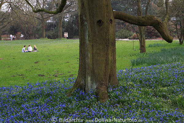 Botanischer Garten Frühlingsblüte blaue Blumen um Baum auf Wiese mit Menschen