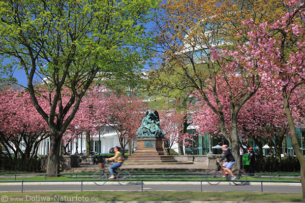 Kirschblte Frhlingsgrn Alsterpark Hamburg lila-Bume um Denkmal mit Radler