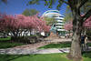 Kirschbaumblüte lila-grün Oase Alsterpark Hamburg Frühlingsfoto mit Kriegerdenkmal