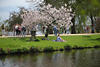 Hamburg Kirschbaumblüte Frühling in Alsterpark am Wasser