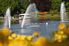 Wasserfontänen Lichtspiele hinter gelben Blumen in Hamburg Park Planten un Blomen