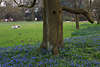Botanischer Garten Frühlingsblüte blaue Blumen um Baum auf Wiese mit Menschen