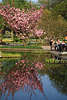 Zierkirschenblüte in Planten un Blomen Parkidylle Bild Familie am Teichwasser Spiegelung