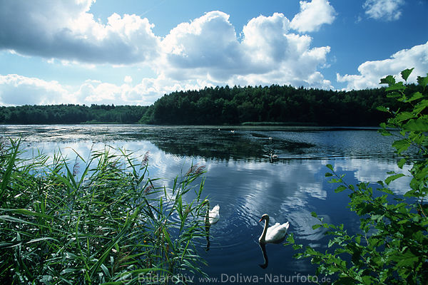 Mnchteich See Landschaft Naturidylle Wasser Schilf Schwne Wolken
