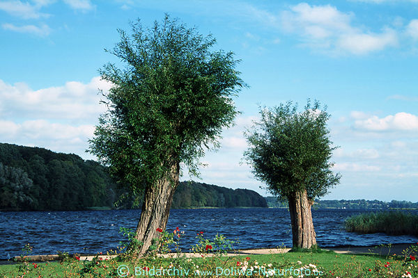 Segeberger Seeufer Korbweiden Wasserpanorama