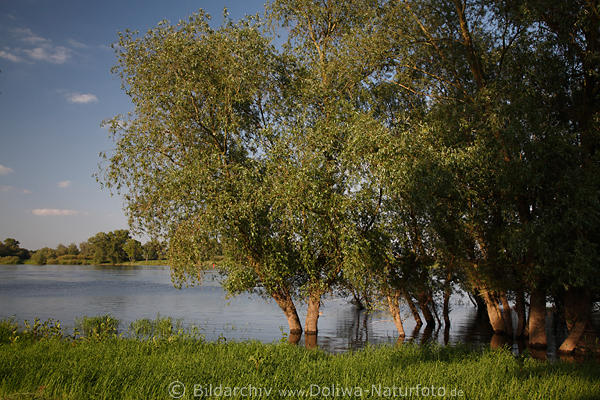 Elbufer Weidenbume in Hochwasser Flulandschaft Naturfoto