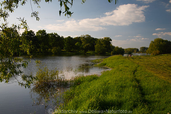 Elbwasserufer grne Flusslandschaft Naturfoto Elbniederung Halbinsel bei Alt-Garge