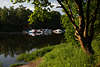 108490_ Elbkanal Grünufer Frühling Naturidylle Baum am Wasser Yachthafen Alt-Garge Foto