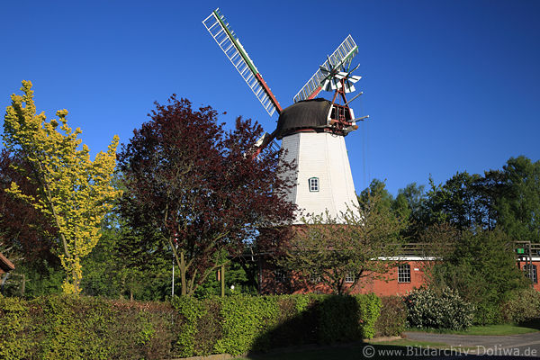 Museumsmhle Artlenburg Elbpark-Windmhle in Naturidylle