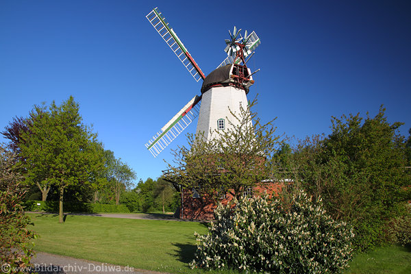 Artlenburg Parkmhle Deichstrasse Museum-Windmhle in grner Natur