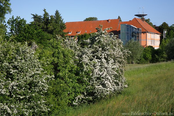 Bleckede Frhlingsblte Landidyll vor Schloss Naturfoto Strucher weisse Frhjahrsblte