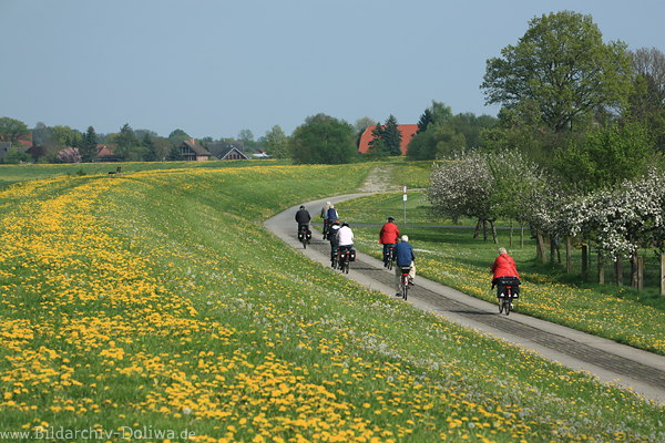 Elbdeich Frühlingsblüte Radler bei Artlenburg Deichweg gelbe Blumenkulisse