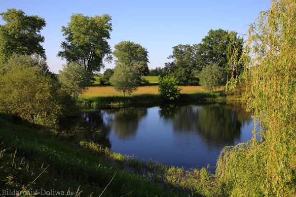 Elbaue Wasseroase Grnufer-Bume Flusslandschaft Elbe Naturfoto
