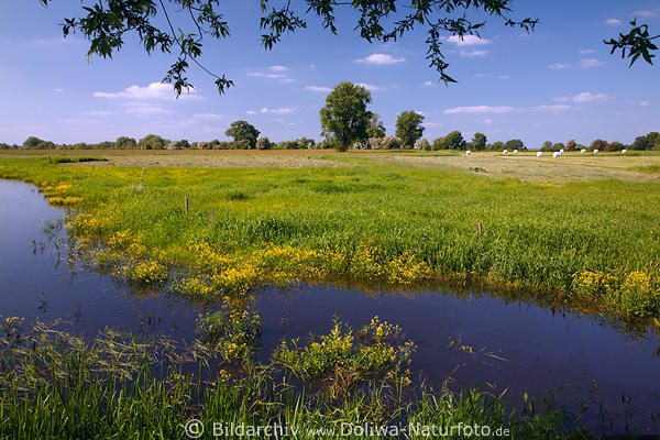 Elbtalaue Wasserfluss berflutete Grnwiese
