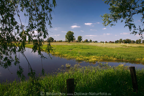 Elbtal-Feuchtwiese Wasser gelbe Blmchen Naturfoto Elbmarsch Auenlandschaft