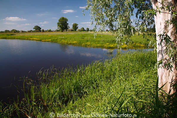Elbtalwiesen Wasser Baum grne Frhlingslandschaft Naturbild