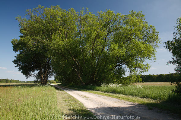 Feldlandweg Frhling grne Natur groe Bume in Elbmarsch