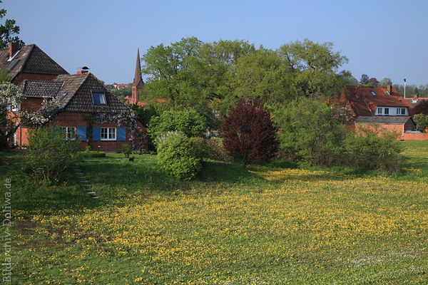 Hohnstorf Frhlingsblte Naturfoto Gelbwiese Grnbume Landidylle vor Lauenburg-Kirchturm
