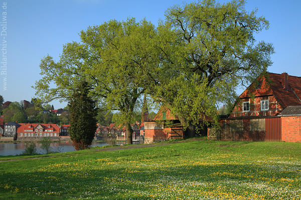 Hohnstorf Elbuferwiese Frhling-Wildblumenblte Grnbume Lauenburg-Wasserblick