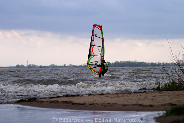 Kollmar Elbufer Wellen-Surfer mit Windsegel in Elbwasser Windsurfen