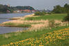 Elbuferwiesen Naturfoto Schilf Gelbblumen Flusslandschaft vor Lauenburg Stadt am Wasser