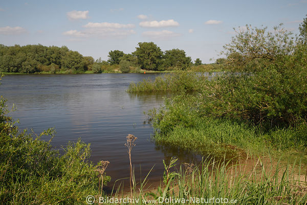 Elbe-Naturufer Wasser Flusspflanzen grne Naturoase bei Alt Garge