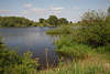 108461_Elbe-Naturufer Foto Wasser Flusspflanzen grüne Naturoase Landschaft bei Alt Garge