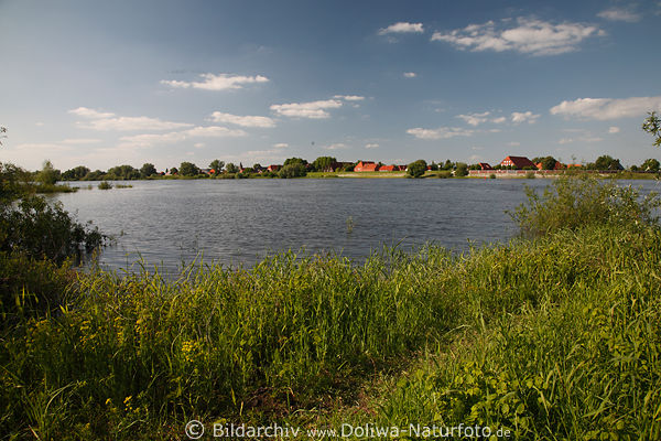 Stiepelse am Wasser Elbufer Elbe grüne Flußlandschaft Naturfoto