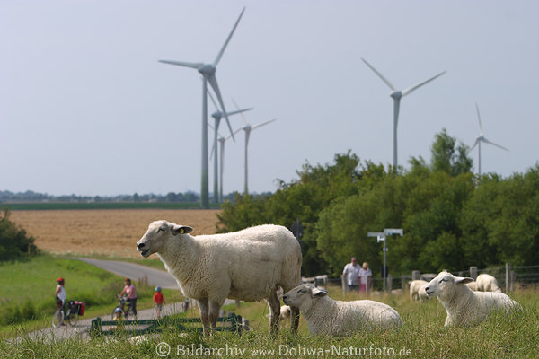 Fehmarn Deichschafe vor Windrder Landschaft Weidetiere Begegnung mit Touristen