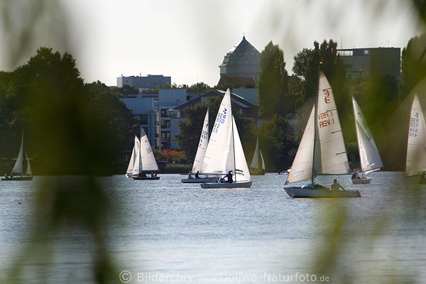 AlsterSegler Boote Segel Gegenlicht Wasser vor Hamburg Seeufer Huser