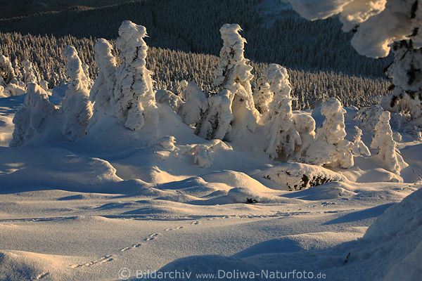 Harz windgeformte Schneegebilde Winterlandschaft Brocken Naturbild im Abendlicht