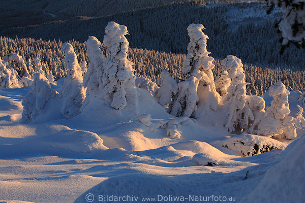 Harzlandschaft Schneegebilde in rotes Abendlicht Naturbild bei Sonnenuntergang