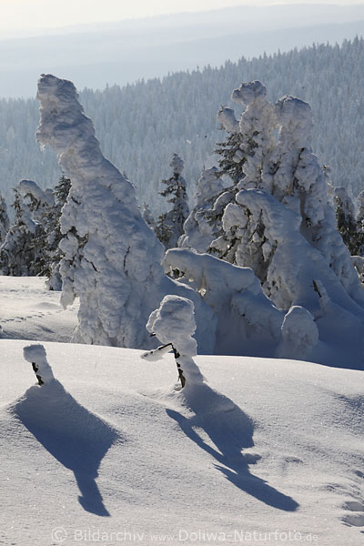 Tannenb�ume Schatten im Schnee am Brocken Winterbild
