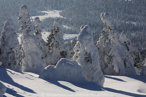 Schneetannen Weitblick auf Harz W�lder am Brocken