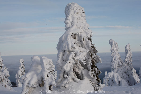 Wintertannen Naturgestalten Schneezauber am Brocken