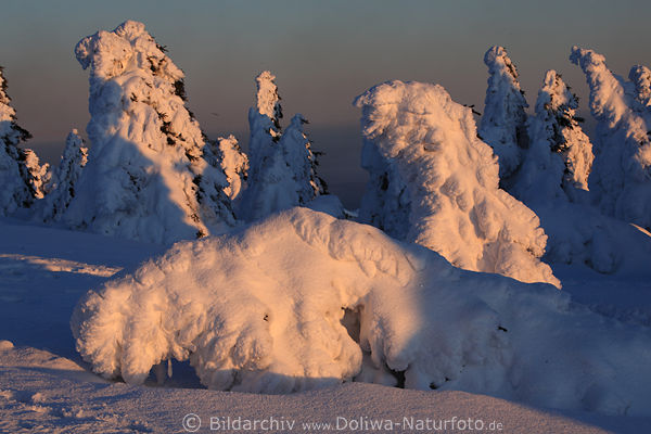 Gefallene Brockentanne unter Schneelast in Harz Winter Rotlicht des Sonnenuntergang Naturfoto