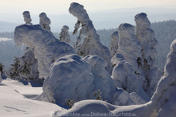 Harzer Hexenversammlung am Brocken Schneedamen in Romantik Winterlandschaft Naturfoto