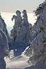 101927_Harzer Schneedamen Paar im Gespräch, Tannen  Schneegestalten windgeformte Winterskulpturen Porträt im Winterwald am Brocken
