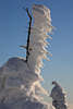101937_Windgepeitschter Schnee Winterbild Rauhreif hochstehen klebend am Holzstück im Nationalpark Hochharz Winterzauber am Brocken